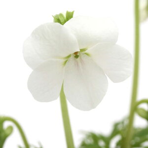 iR쑐jX~i俁jAIWNqSX~i俁j2D5`3i1|bgjixԁj