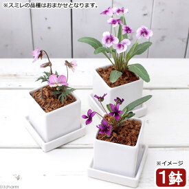 （山野草）おまかせスミレ　陶器鉢植え　ニューダイスS　WH（1鉢）　受け皿付き　ベラボン　鉢植え　おしゃれ　室内　プレゼント【HLS_DU】