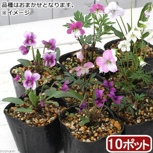 iR쑐j܂{X~@2`3i10|bgZbgj