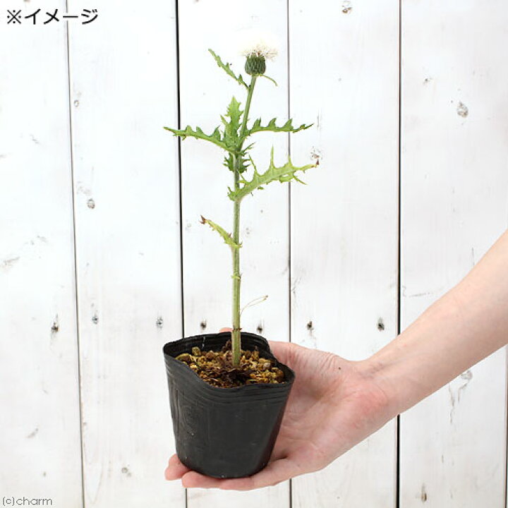 楽天市場】(山野草)白花ノアザミ(白花野薊) 3号(1ポット) : charm 楽天市場店 楽天市場】(山野草)白花ノアザミ(白花野薊) 3号(1ポット) : charm 楽天市場店