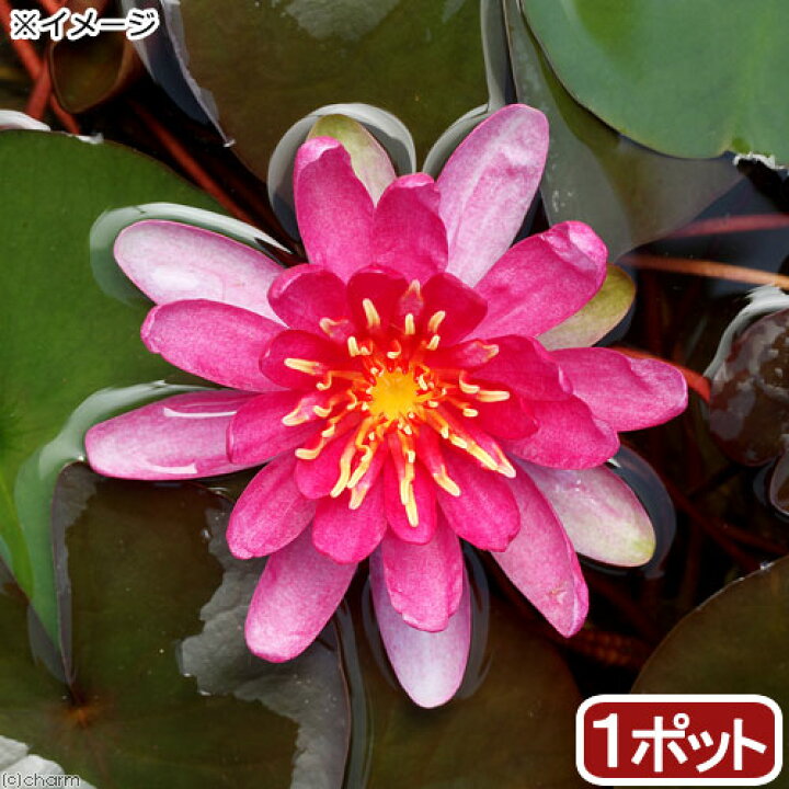 楽天市場 ビオトープ 睡蓮 温帯性睡蓮 スイレン 赤 ファイヤー ワークス １ポット Charm 楽天市場店