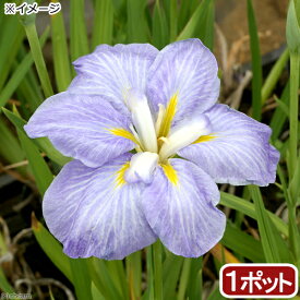 （ビオトープ）水辺植物　花菖蒲　青根（アオネ）肥後系薄青紫花（1ポット）【HLS_DU】