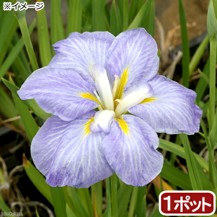 楽天市場 ビオトープ 水辺植物 花菖蒲 青根 アオネ 肥後系薄青紫花 １ポット Charm 楽天市場店