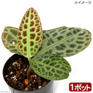 ieEjAfBVAspD^[gobNi1|bgj@kCEBq֗vۉ