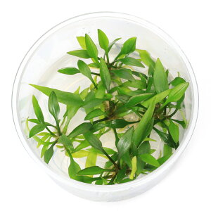 ijgD|{@NvgRl@eAi_ji1Jbvj@kCEBq֗vۉ