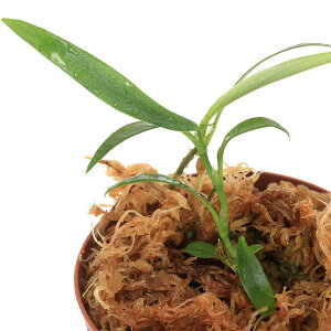 ieEjtBhtHspDVo[@Pulau@Singkepi1|bgj@kCEBq֗vۉ