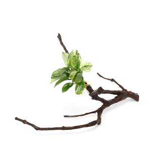 ijAkrAXii@@}󗬖ؕt@STCYitji1{ji10cm`j