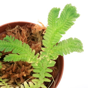 ieEjZMlspDoGK[^@Nanga@pinohi1|bgj@kCEBq֗vۉ