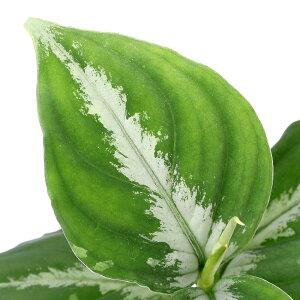 ieEjAOIl}@sN^@@X}gYi1|bgj@kCEBq֗vۉ