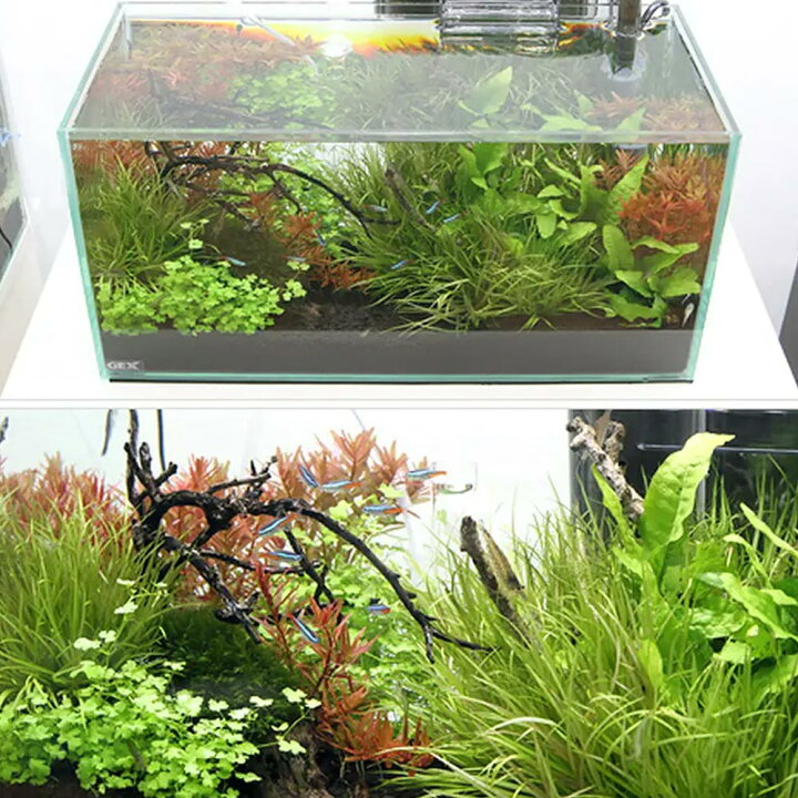 楽天市場 熱帯魚 水草 ｇｅｘ グラステリア スリム４５０ レイアウトフルセットａ ネオンテトラ 水槽セット 本州四国限定 Charm 楽天市場店