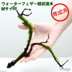 ij琬ρ@EH[^[tFU[@}󗬖؁@MTCYi20cm`jitji_ji1{j