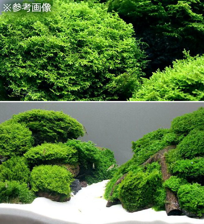 楽天市場】（水草）極 プレミアムグリーンモス（水中葉）（無農薬  