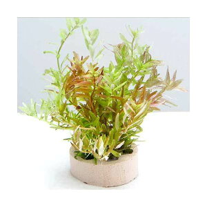 ijnjJVF^[@񂹐A~bNX@VerD^itjitji_ji1j