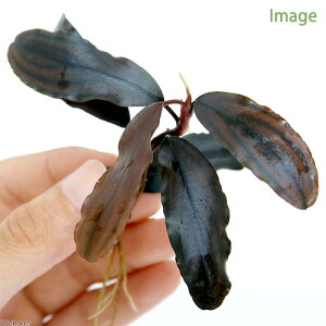 ijuZt@hspDCopper@Melawii_jitji1j@kCEBq֗vۉ