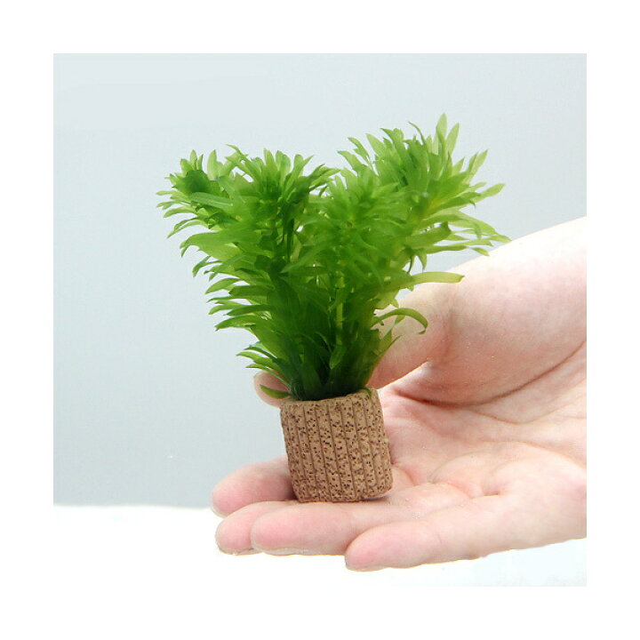 楽天市場 水草 メダカ 金魚藻 国産 ライフマルチ 茶 アナカリス ミニ 無農薬 １個 Charm 楽天市場店