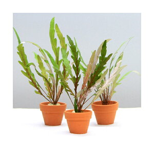 ijv`fĂ@nCOtBspDgiMitji_ji1j