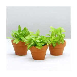 (水草)プチ素焼き鉢 ストロギネ レペンス(水中葉)(無農薬)(1鉢)