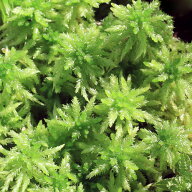 （観葉植物）テラリウム　苔　オオミズゴケ　1パック分