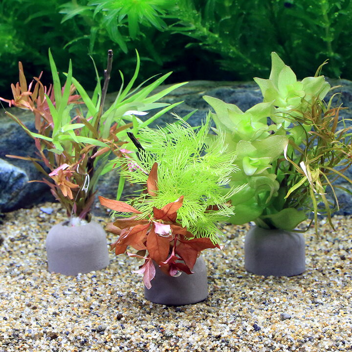 楽天市場 水草 マルチリングブラック 黒 有茎ミックス クリスマスカラー 水中葉 １個 Charm 楽天市場店