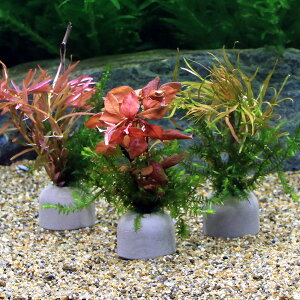 ij[ICgOiO[jXtԌnLs@NX}XJ[itji2j