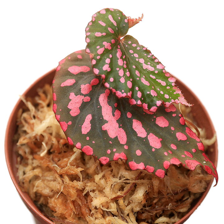 楽天市場 テラリウム ベゴニア ネグロセンシス ピンクドット 1ポット 原種ベゴニア Charm 楽天市場店 楽天市場 テラリウム ベゴニア ネグロセンシス ピンクドット 1ポット 原種ベゴニア Charm 楽天市場店