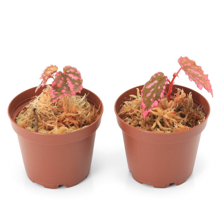 楽天市場 テラリウム ベゴニア ネグロセンシス ピンクドット 1ポット 原種ベゴニア Charm 楽天市場店 楽天市場 テラリウム ベゴニア ネグロセンシス ピンクドット 1ポット 原種ベゴニア Charm 楽天市場店