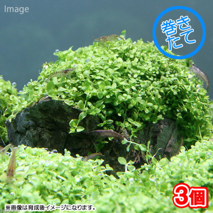 楽天市場 水草 巻きたて ニューラージパールグラス付き 風山石 ｍサイズ 無農薬 ３個 北海道航空便要保温 Charm 楽天市場店