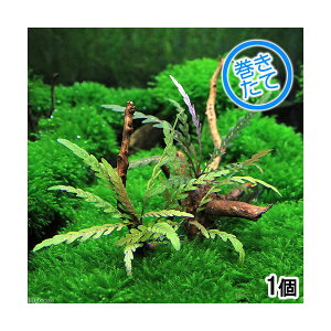 ijā@nCOtB@sieBtB_t@ɏ㗬؁@STCYi_ji1{ji15cmj