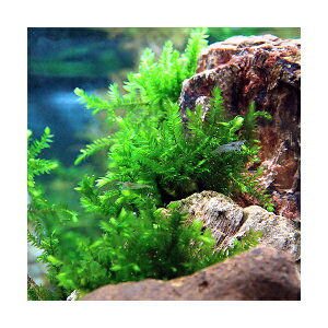 ijISo[X@OXOti_ji3j