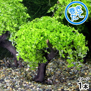 ijā@j[[Wp[OX@c[i_ji1j