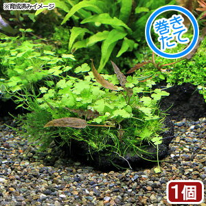 ijā@̐i@n΁i_ji1j