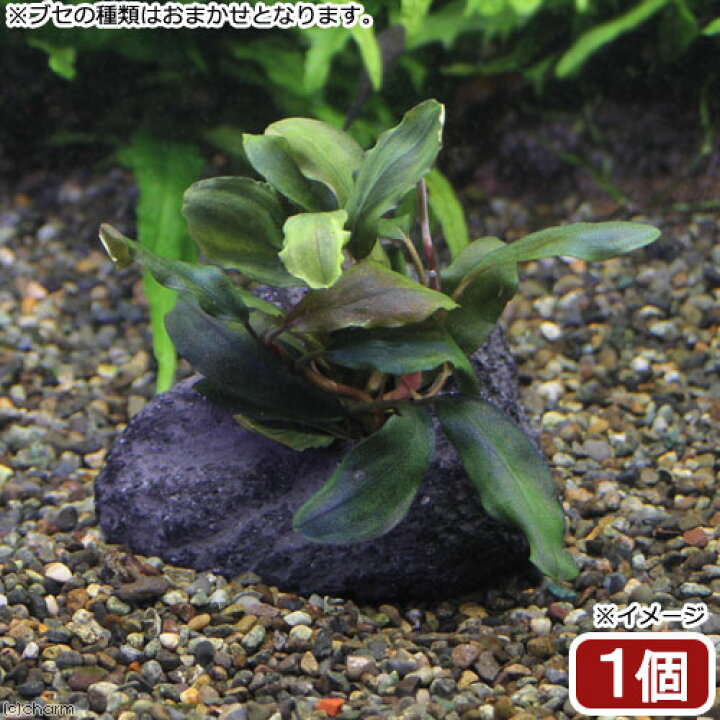 楽天市場 水草 ブセファランドラミックス 穴あき溶岩石付 水中葉 １個 北海道航空便要保温 Charm 楽天市場店