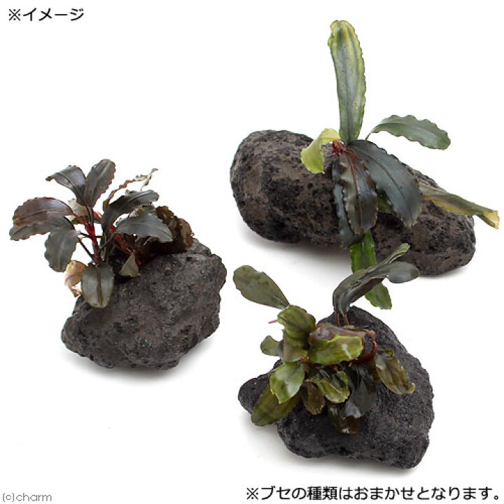 楽天市場 水草 ブセファランドラミックス 穴あき溶岩石付 水中葉 1個 北海道航空便要保温 Charm 楽天市場店 楽天市場 水草 ブセファランドラミックス 穴あき溶岩石付 水中葉 1個 北海道航空便要保温 Charm 楽天市場店