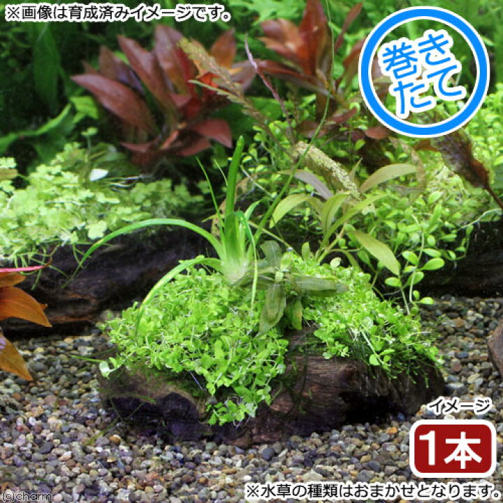 楽天市場 水草 巻きたて 草たちの水景 流木ｓサイズ 無農薬 １本 約１５ｃｍ Charm 楽天市場店