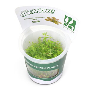 ijgD|{GROWOWI@mtB@A}eBJ@~ji_ji1Jbvj@kCEBq֗vۉ