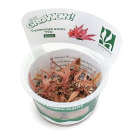 （水草）組織培養GROWOW！　クリプトコリネ　ウェンティーピンク（無農薬）（1カップ）　D70 TC