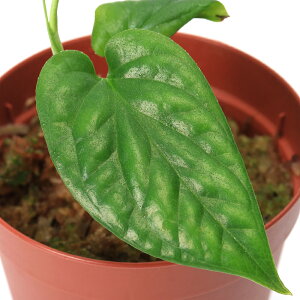 ieEjGsvi@sic@VarDMerapii1|bgj@kCEBq֗vۉ