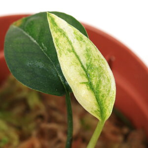 ieEjGsvi@sic@VarDHanomani1|bgj@kCEBq֗vۉ