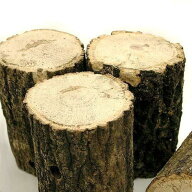 クヌギ産卵木　中目　並材　1本　昆虫　クワガタ用　関東当日便