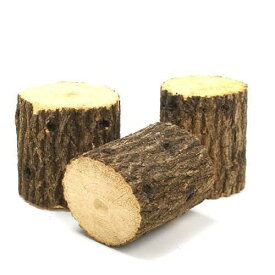 クヌギ産卵木　太目　並材　1本　昆虫　クワガタ用　関東当日便