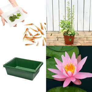 観葉植物 ヒメダカの人気商品 通販 価格比較 価格 Com