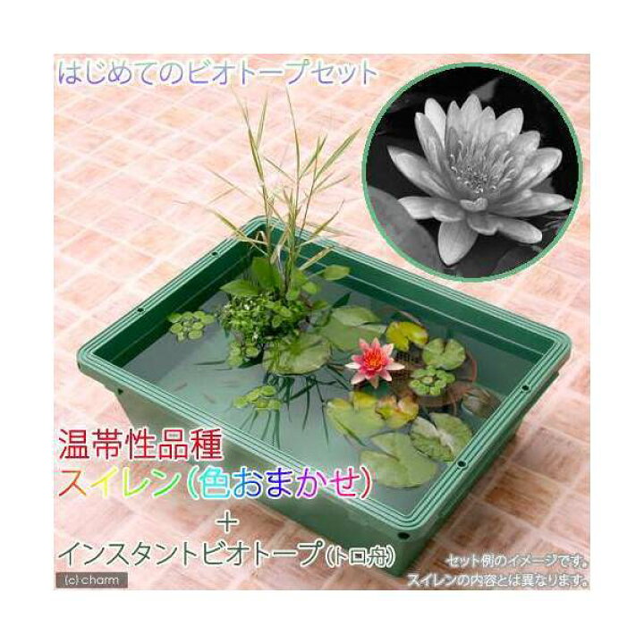 楽天市場】（ビオトープ）（めだか）本格派ビオトープセット 温帯性 