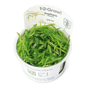 ijgD|{1|2|GROWI@TW^A@Xu[^@gsJi_ji1Jbvj@kCEBq֗vۉ