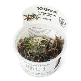 （水草）組織培養1−2−GROW！　ブセファランドラsp．クダガン（1カップ）