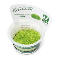 （水草）組織培養GROWOW！　ウォーターローン（無農薬）（1カップ）　A32 TC