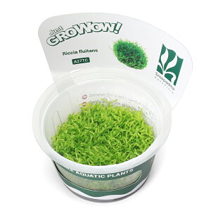 ijgD|{GROWOWI@VAi_ji1Jbvj@kCEBq֗vۉ