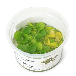 ijgD|{1|2|GROWI@h[ttbOsbg@gsJi_ji1Jbvj@kCEBq֗vۉ