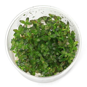 ijgD|{@^@VI[@t_TZbgi_ji1Jbvj@kCEBq֗vۉ