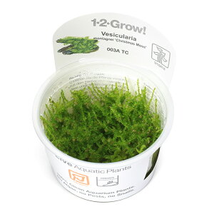 ijgD|{1|2|GROWI@NX}XX@gsJi_ji1Jbvj@kCEBq֗vۉ