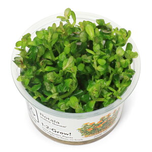 ijgD|{1|2|GROWI@^spD{TC@gsJi_ji1Jbvj@kCEBq֗vۉ